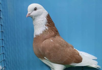 Hunter Valley All Variety Pigeon Society Annual Show ...